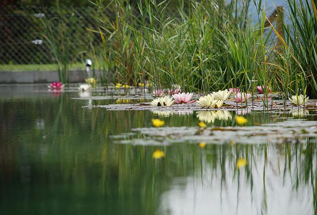 Comment créer un étang dans le jardin